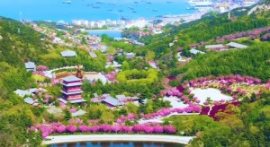 4月20日至5月5日威海赤山景區(qū)邀您共度浪漫櫻花季！