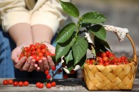 5月18日至6月16日，“櫻桃之約”邀你共赴！